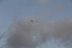 IMG_4550